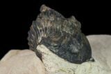 Bargain, Metacanthina Trilobite - Lghaft, Morocco #133980-3